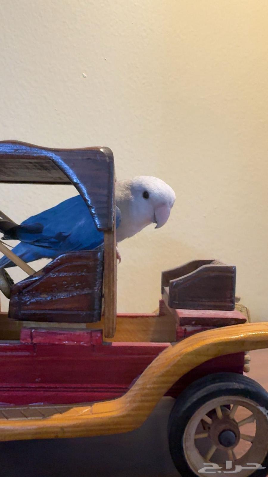 روز أليف أنثى تم البيع64242998124419110