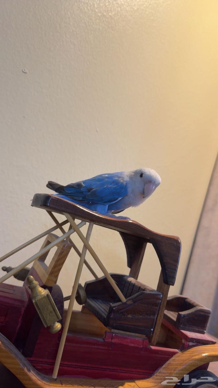 روز أليف أنثى تم البيع64242998124419111