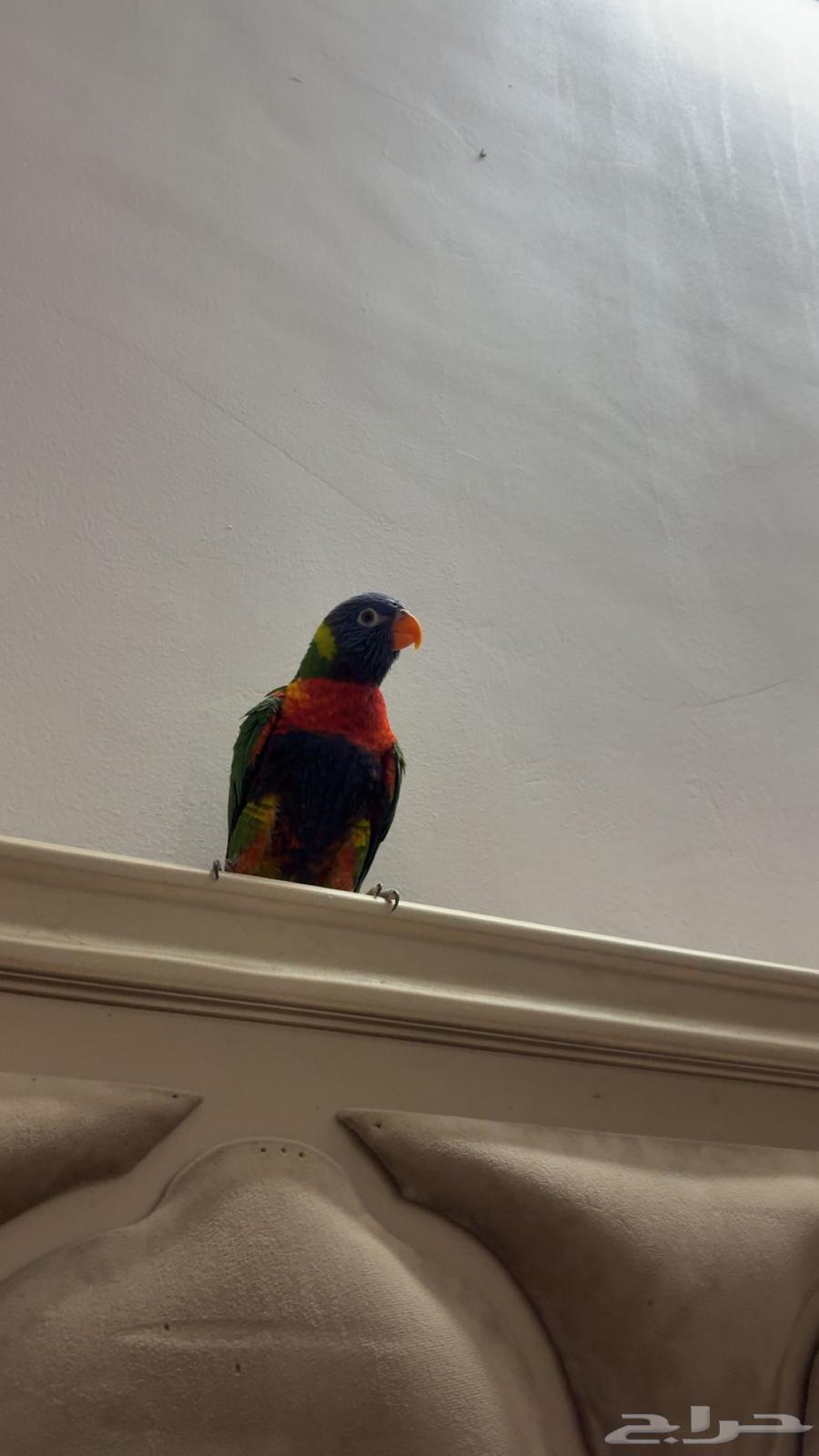 لوري انثي للبيع64242090546435110