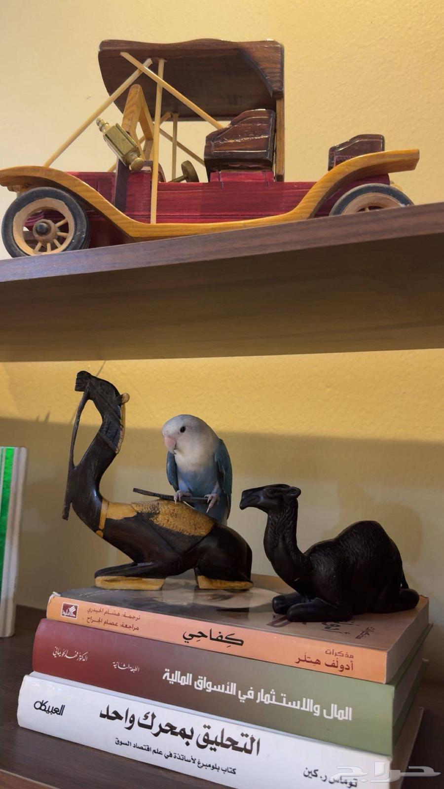 روز أليف أنثى تم البيع64242998124419114