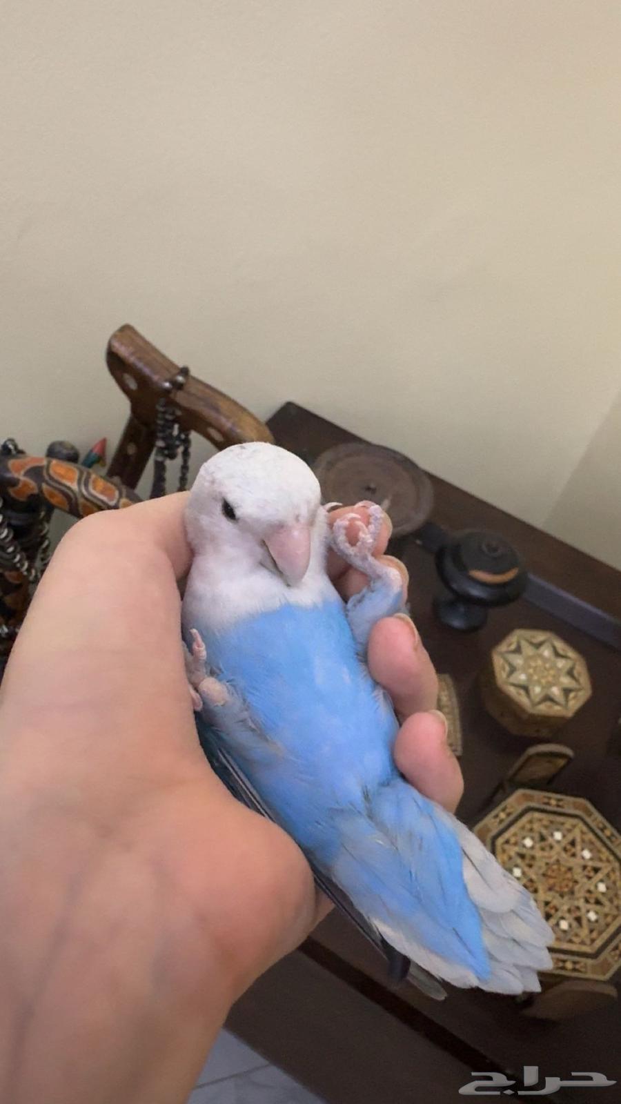 روز أليف أنثى تم البيع64242998124419113