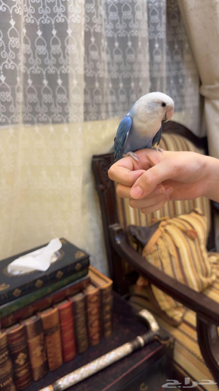 روز أليف أنثى تم البيع64242998124419112