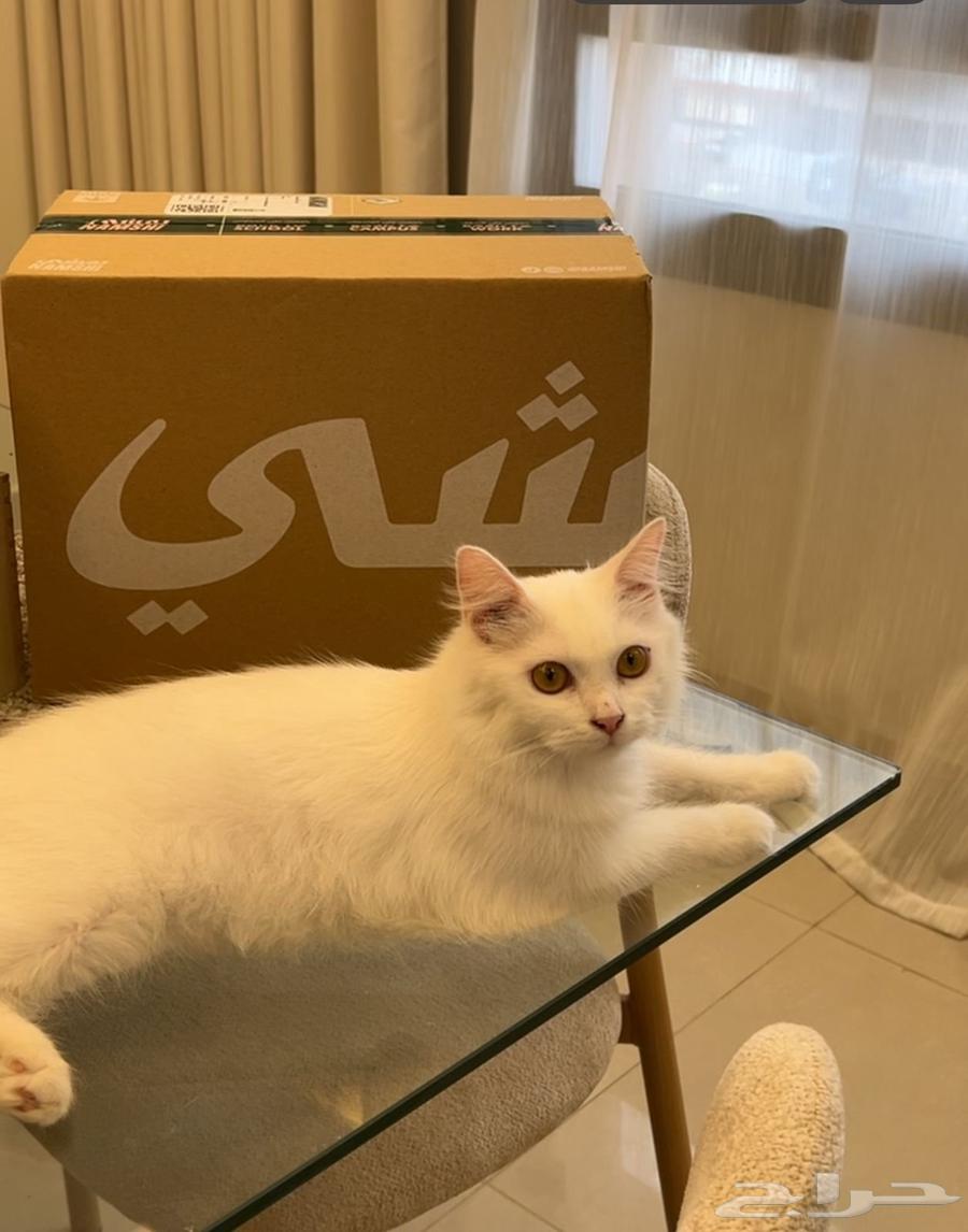 Clean Persian cat with litter box price 5064234297636995110
