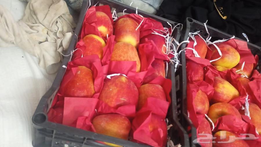 Available Egyptian apples, excellent quality, and mangoes named Ismaili Awais, excellent64234620302209110