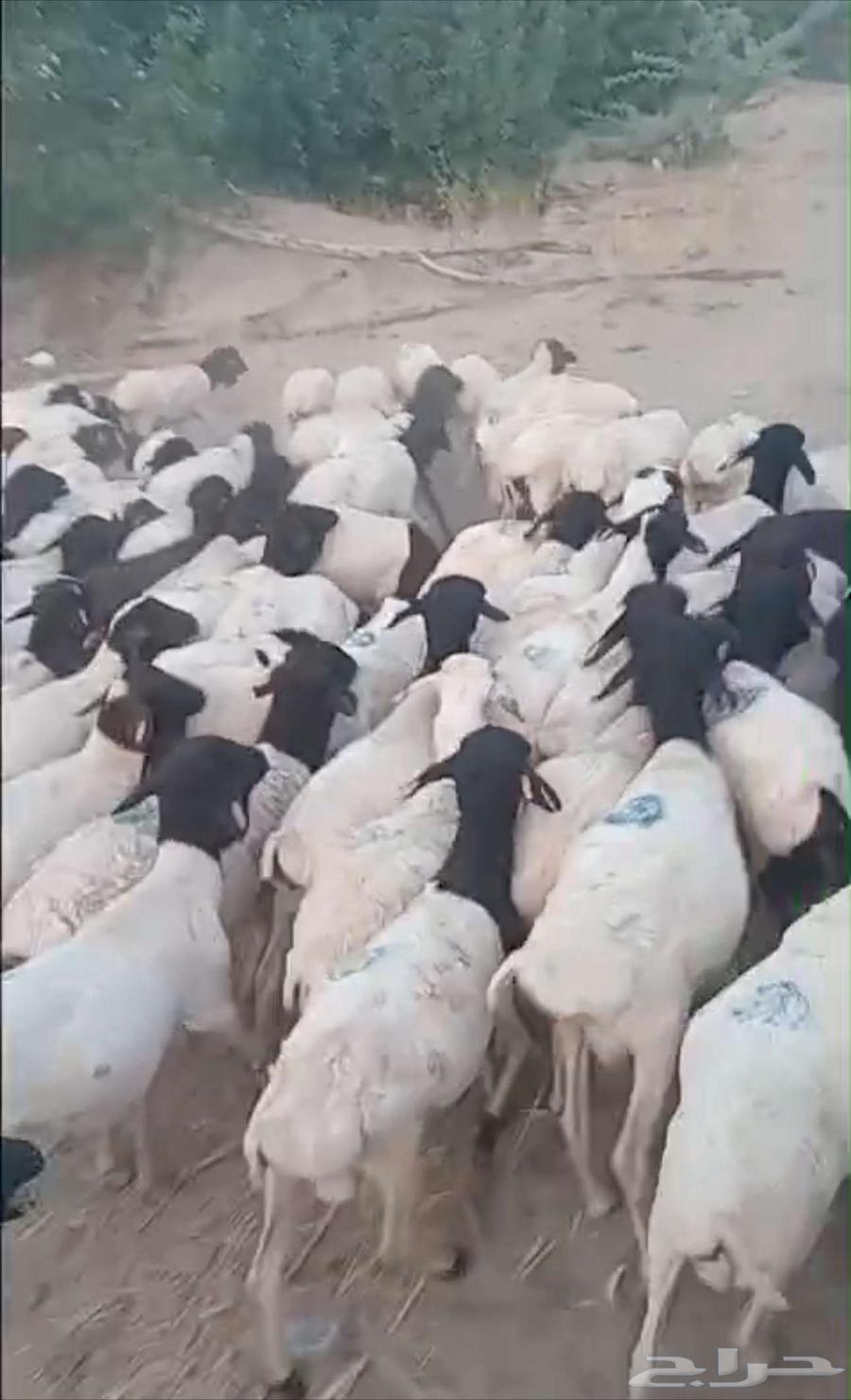 غنم بربري64241769254787113