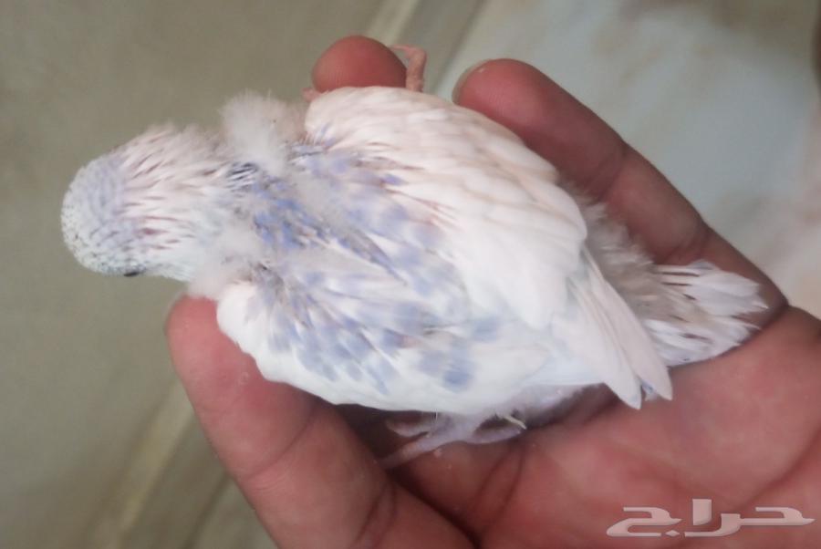 للبيع خمسه فروخ بادجي 200ريال جميع64246299966977113