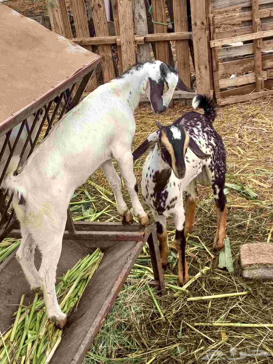 Tais and Wajdiah64248894643459113