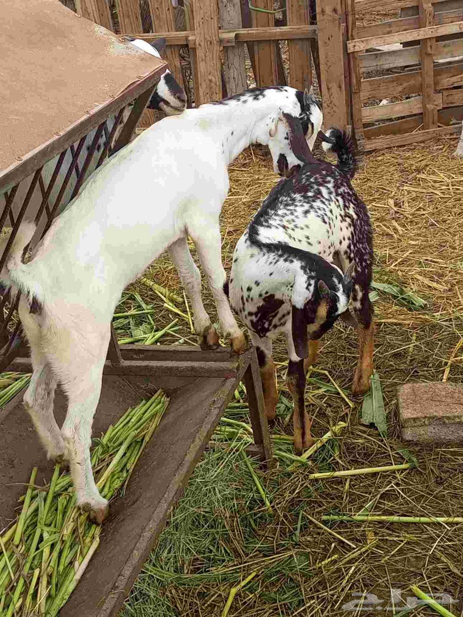 Tais and Wajdiah64248894643459114