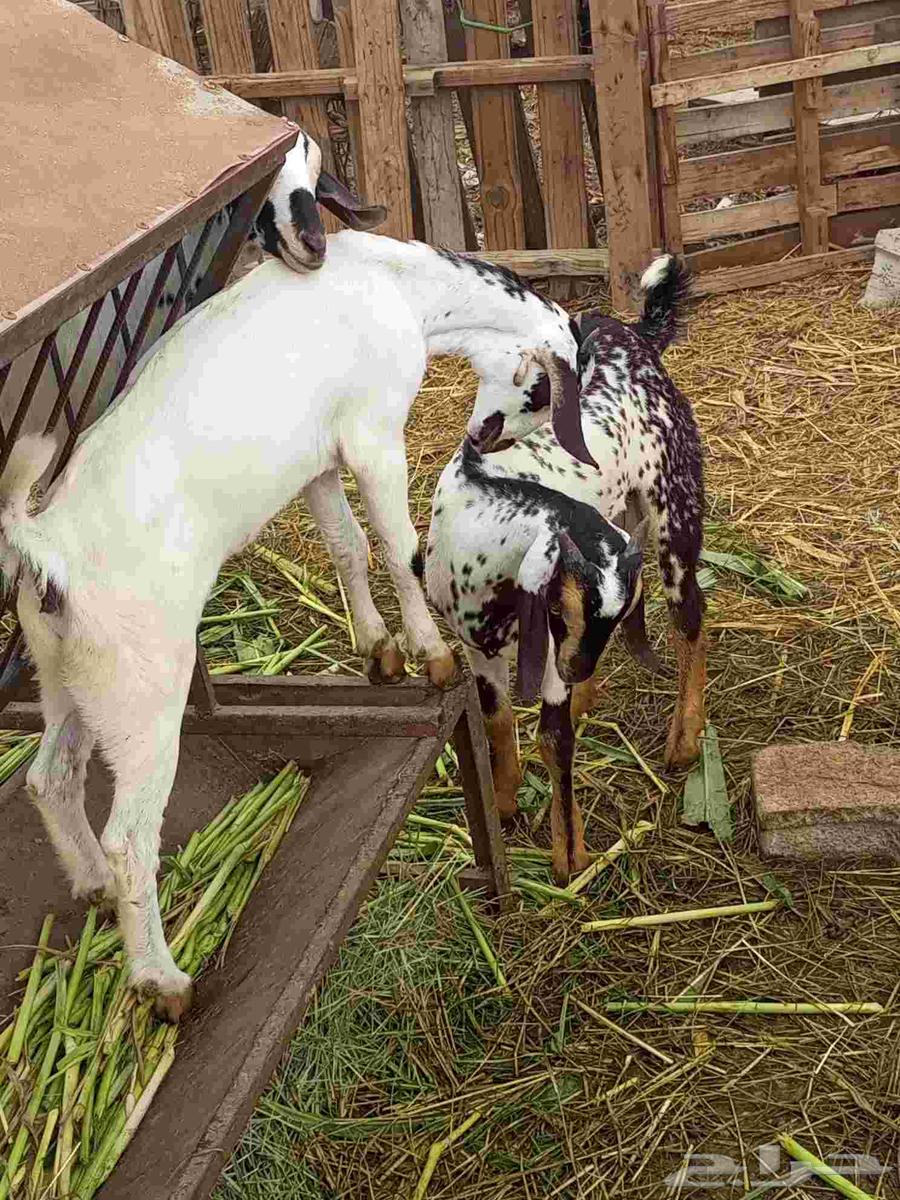 Tais and Wajdiah64248894643459111