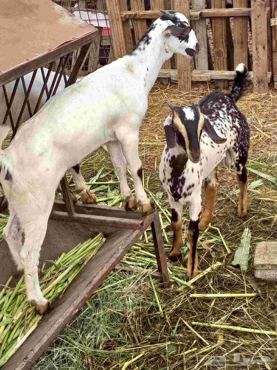 Tais and Wajdiah64248894643459110