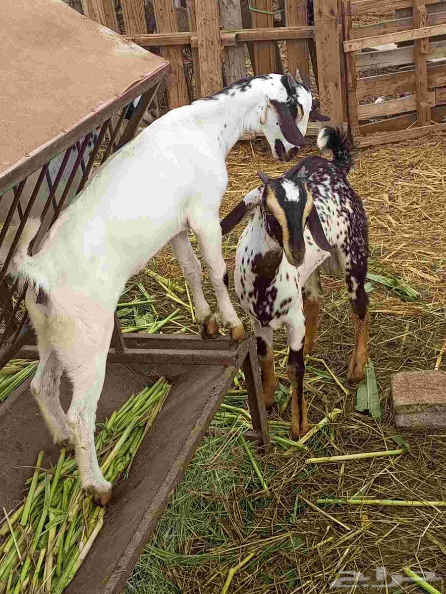 Tais and Wajdiah64248894643459112