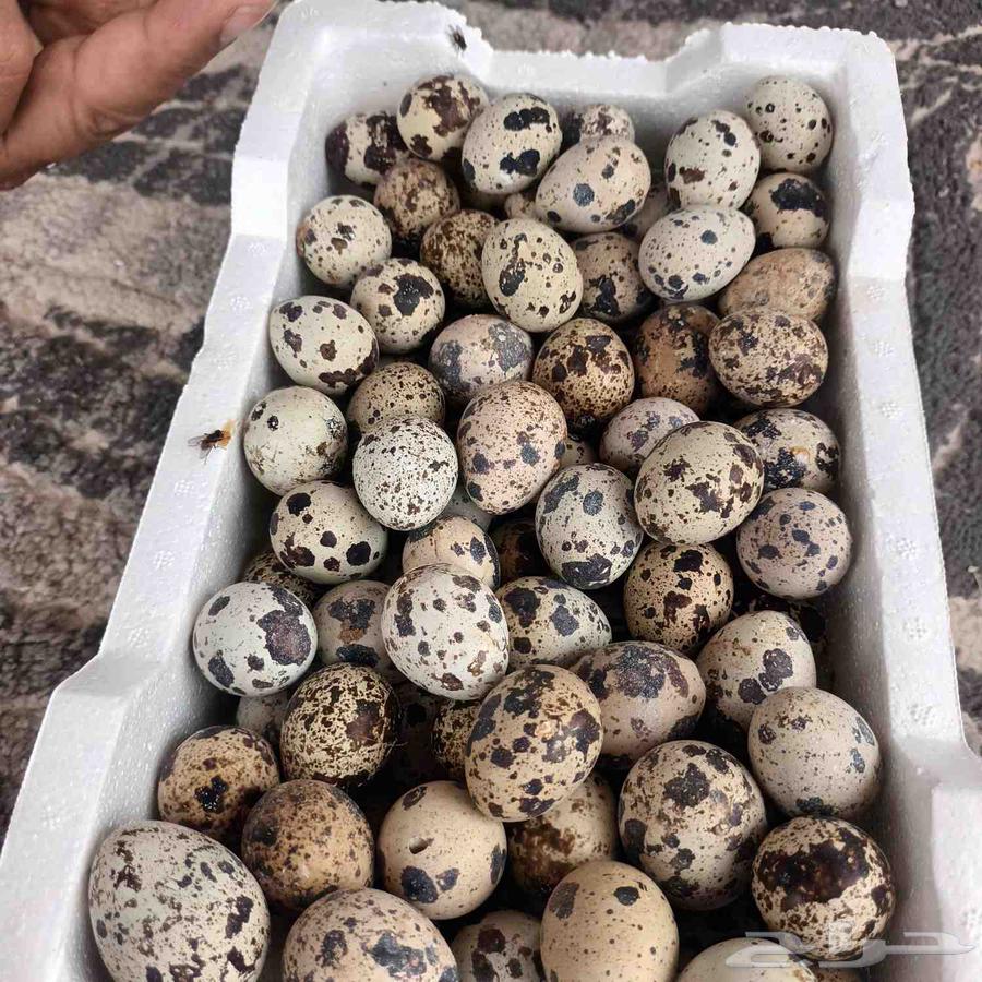 الرذيا طريق القصيم القديم طبق 164250927884035111