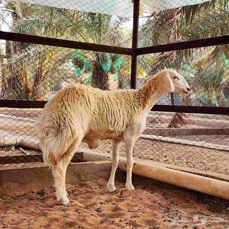 للبيع جذعه جبره وطيبه64251543883009113