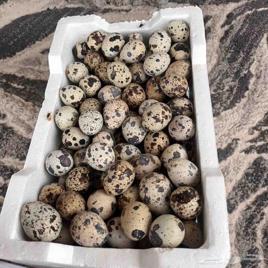 الرذيا طريق القصيم القديم طبق 164250927884035110