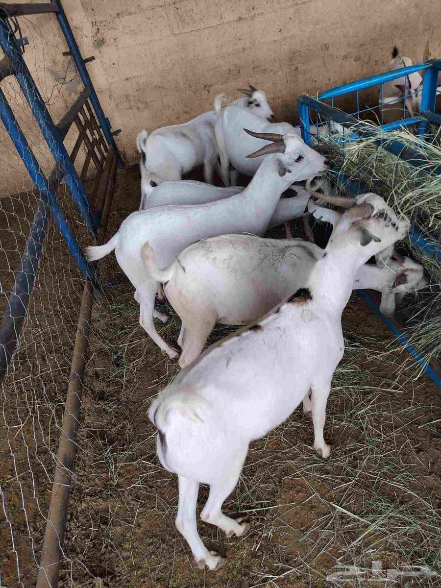 تيوس صومالية مرابي ثلاث اشهر جملة 500 ريال64233166590082113