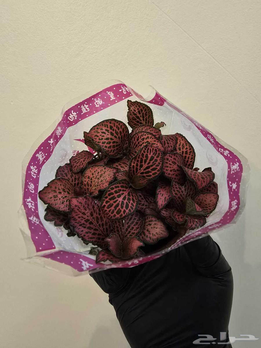 نبات الفيتونيا64240548242179113