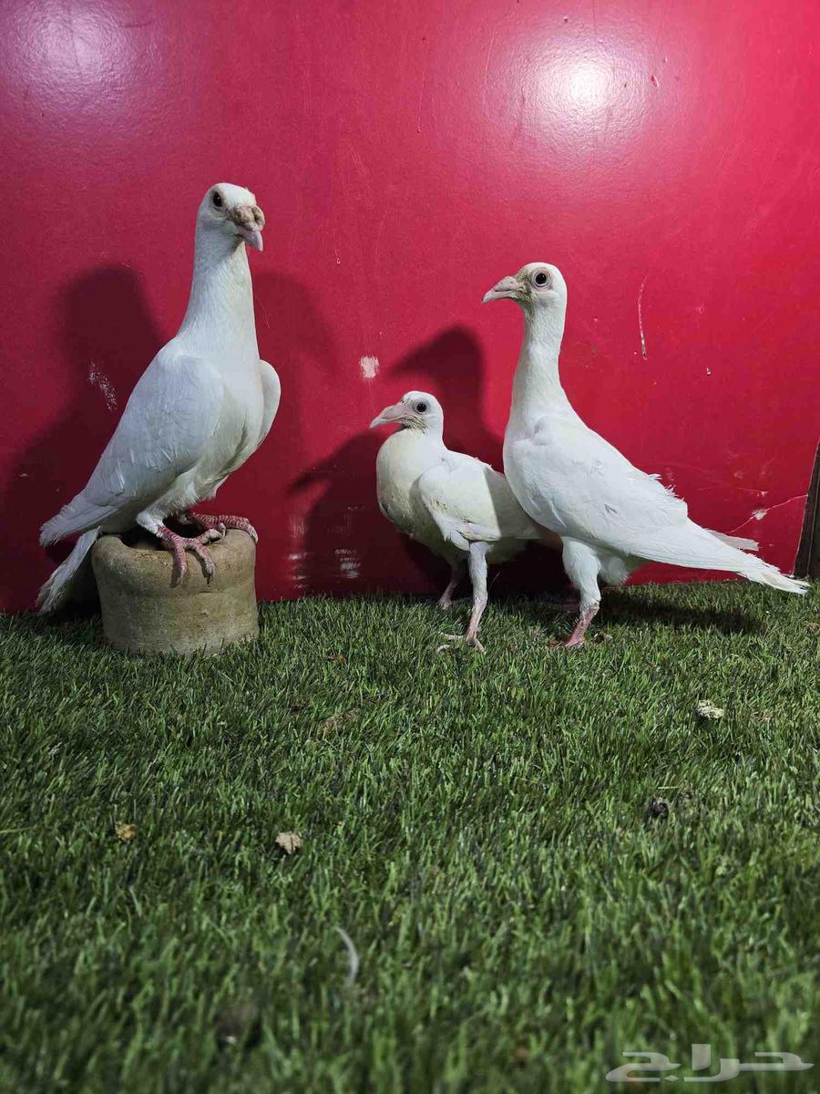 حمام كارير انقليزي ابيض64243518552707110