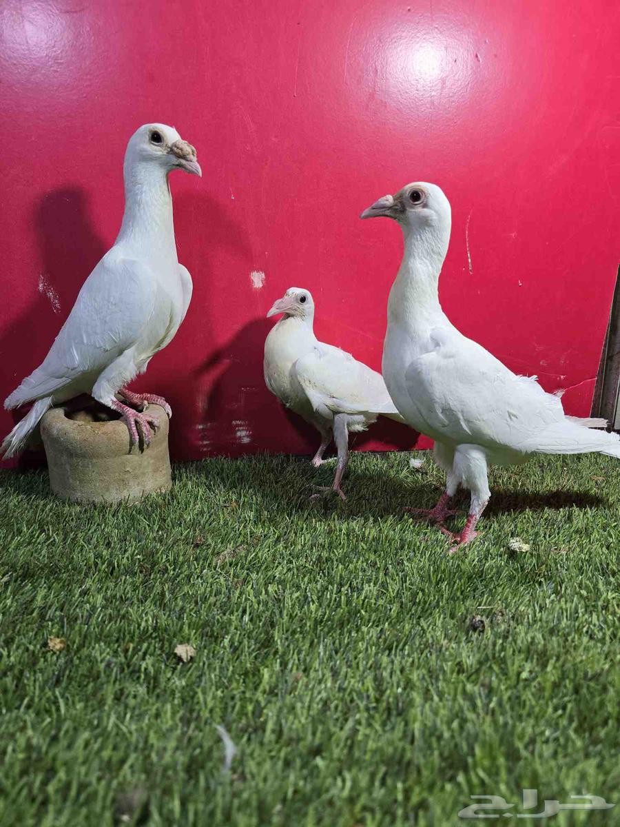 حمام كارير انقليزي ابيض64243518552707112