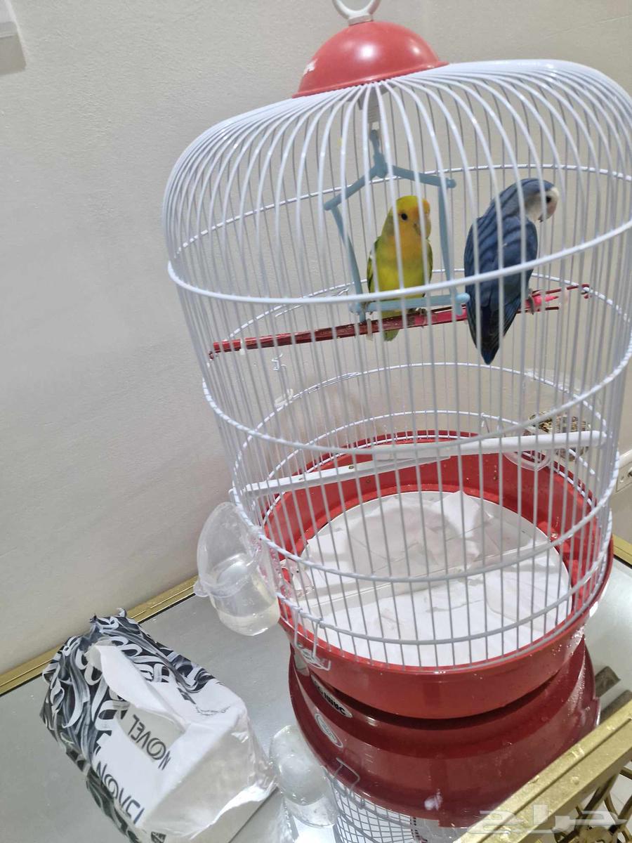 طيور روز للبيع64244248639491110