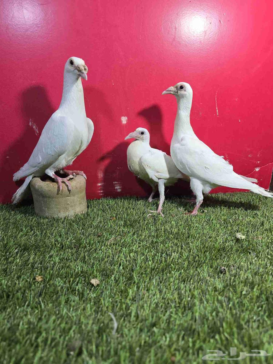 حمام كارير انقليزي ابيض64243518552707111