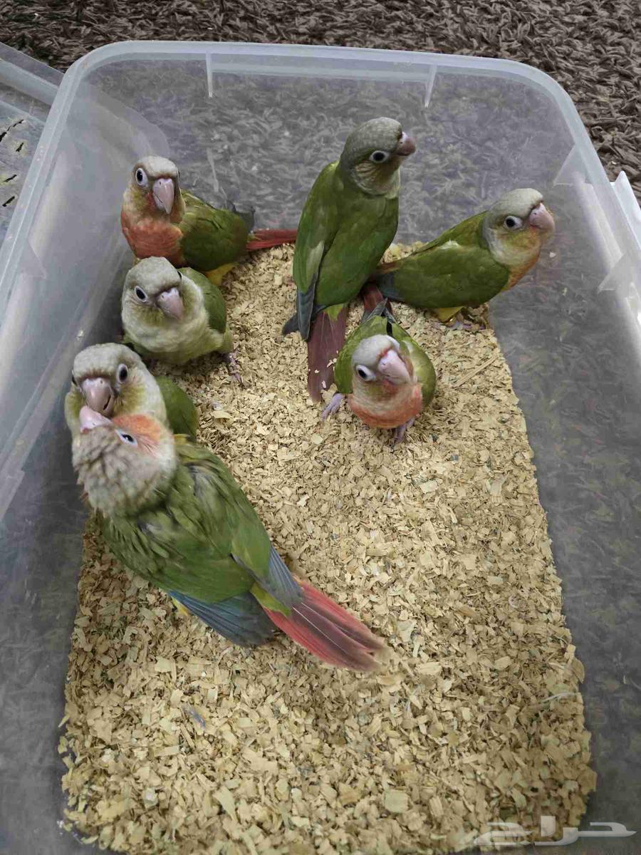 فروخ كنيور نهاية غر64234454138882112