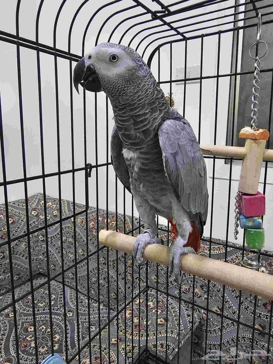 بغبغاء كاسكو أليف ومتكلم (تم البيع )64254079129346112