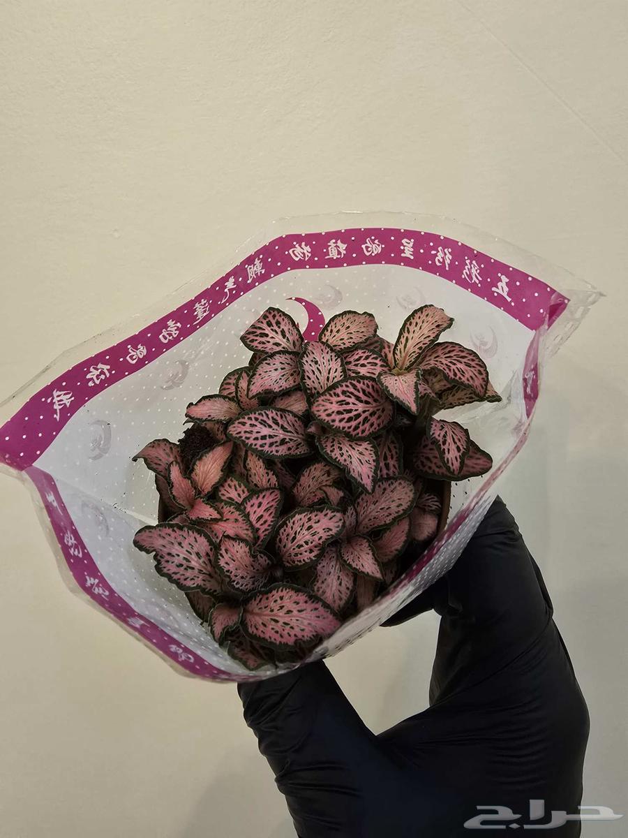 نبات الفيتونيا64240548242179114