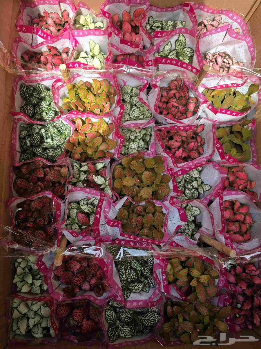 نبات الفيتونيا64240548242179111