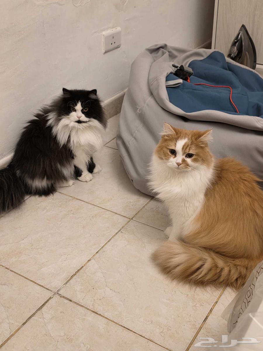 قطط للبيع64240231993987110