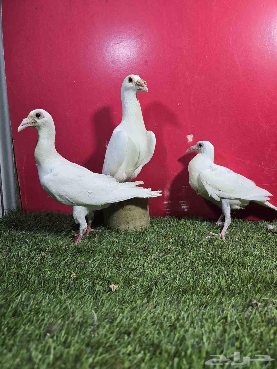 حمام كارير انقليزي ابيض64243518552707113