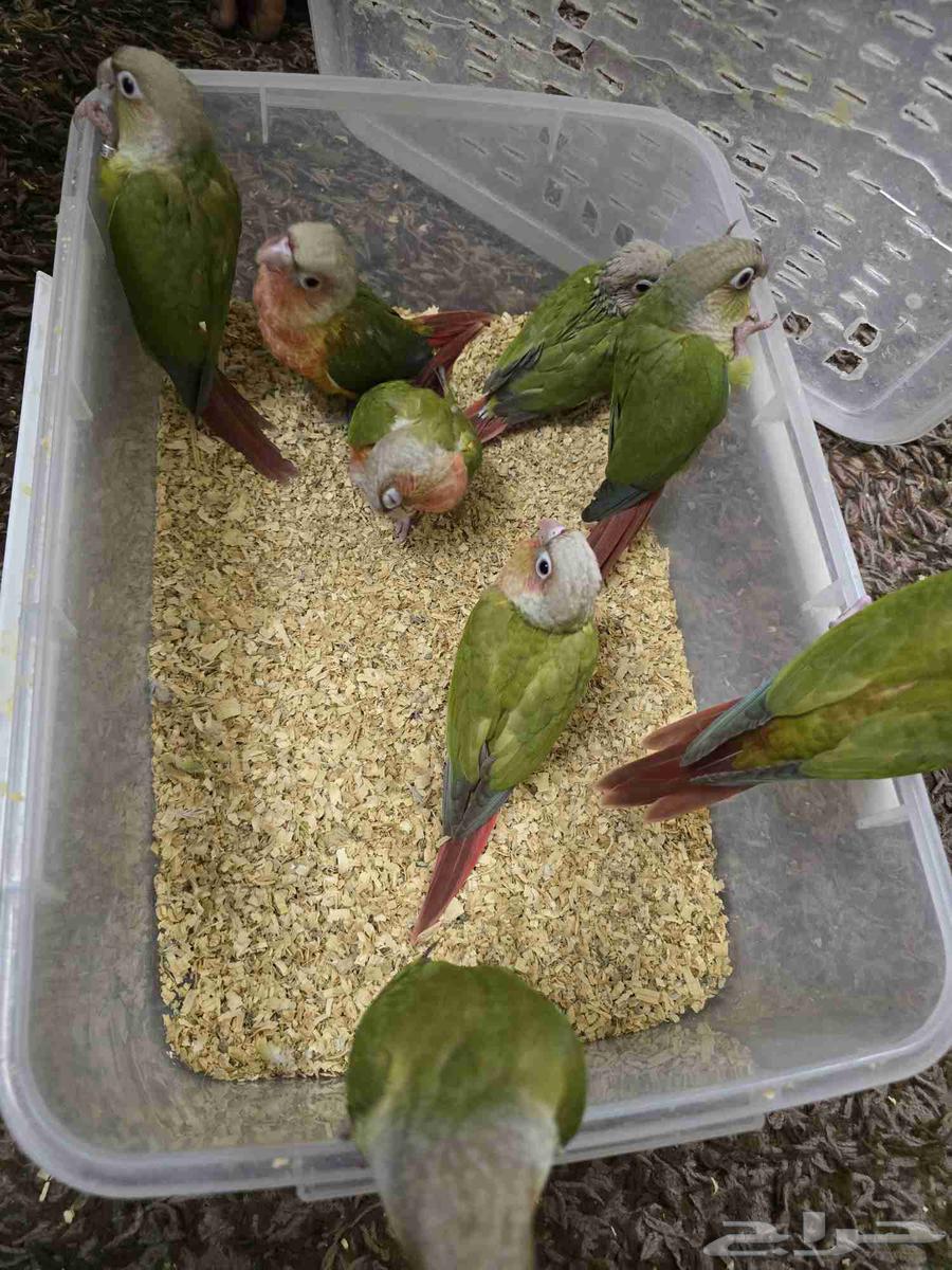 فروخ كنيور نهاية غر64234454138882110