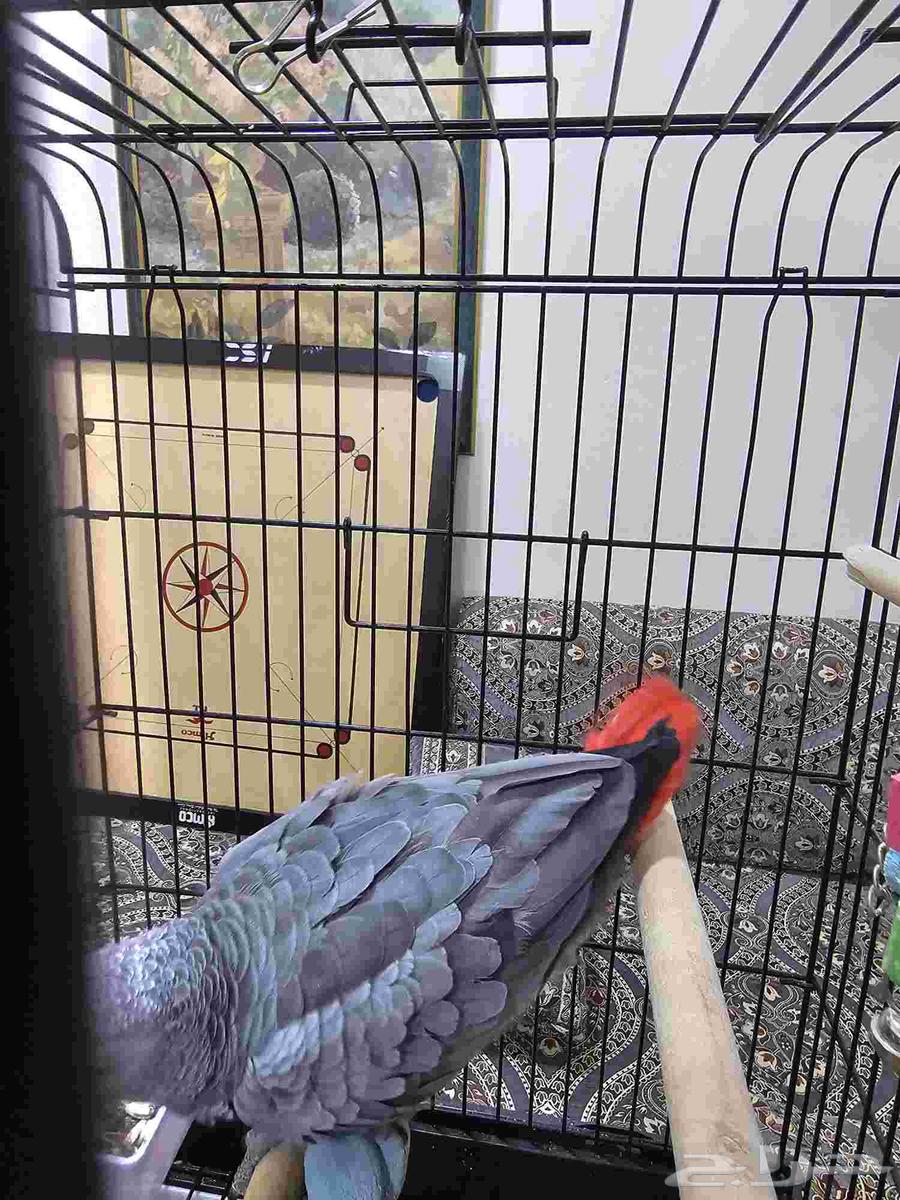 بغبغاء كاسكو أليف ومتكلم (تم البيع )64254079129346114