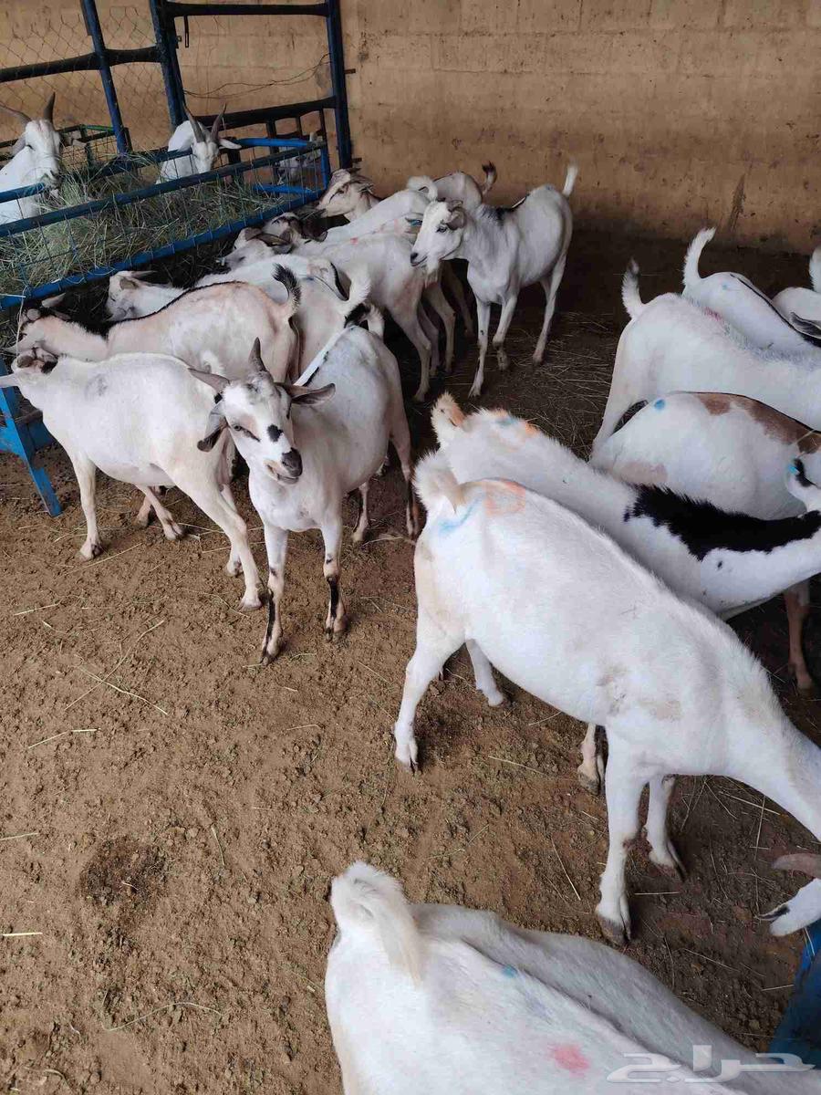 تيوس صومالية مرابي ثلاث اشهر جملة 500 ريال64233166590082110