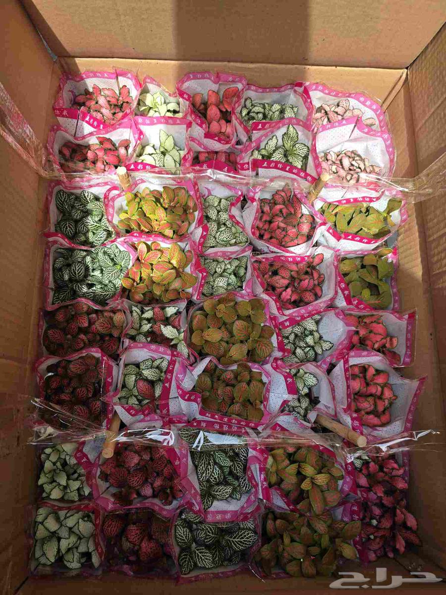 نبات الفيتونيا64240548242179110