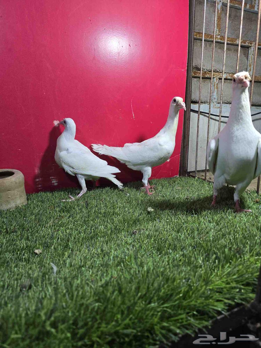 حمام كارير انقليزي ابيض64243518552707114