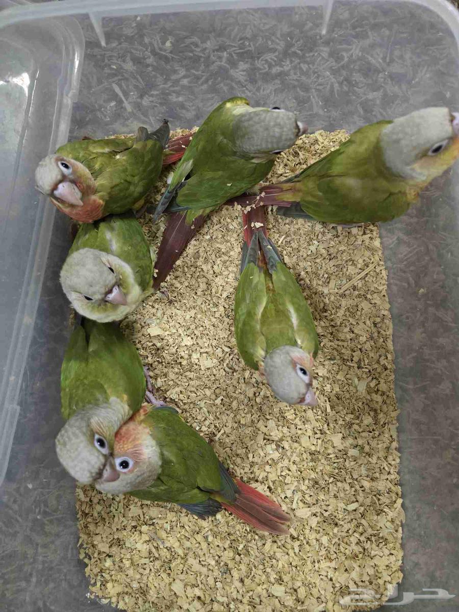 فروخ كنيور نهاية غر64234454138882111