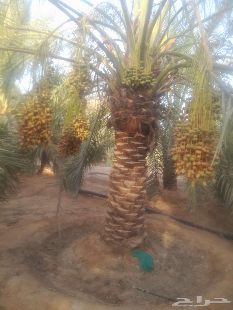 نخيل مثمره عربي64254610914561111