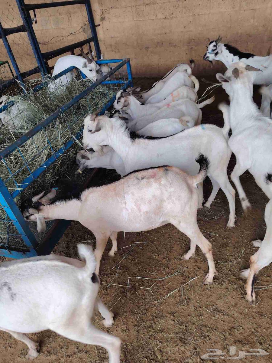 تيوس صومالية مرابي ثلاث اشهر جملة 500 ريال64233166590082111