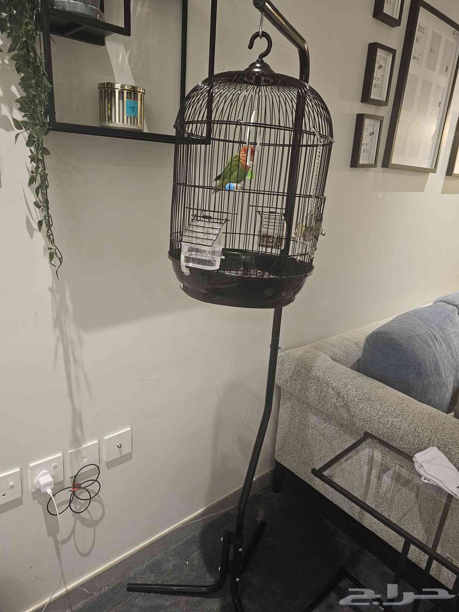 ستاند مع قفص بدون الطير وستاند ثاني لحاله شبه جديد64241780839298110