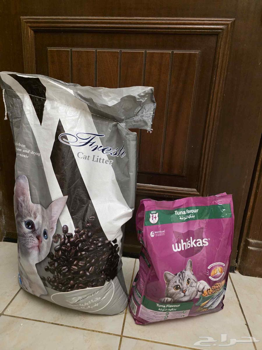 قطط للبيع64240231993987111