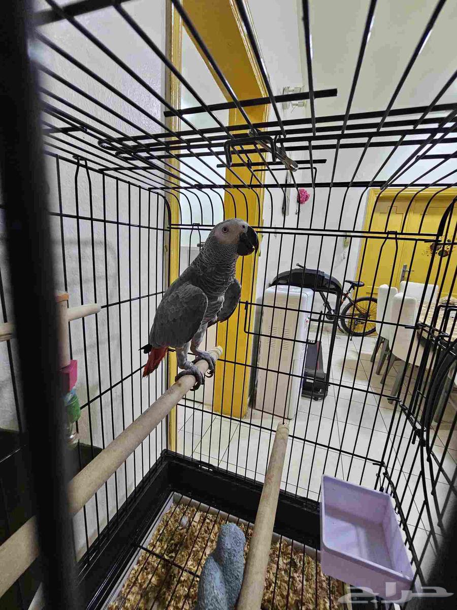 بغبغاء كاسكو أليف ومتكلم (تم البيع )64254079129346111