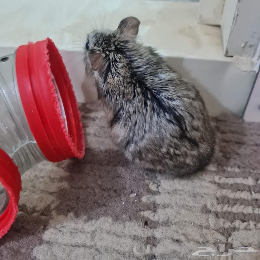 همستر جميل للبيع مع القفص السعر 150 ريال64236476501249110