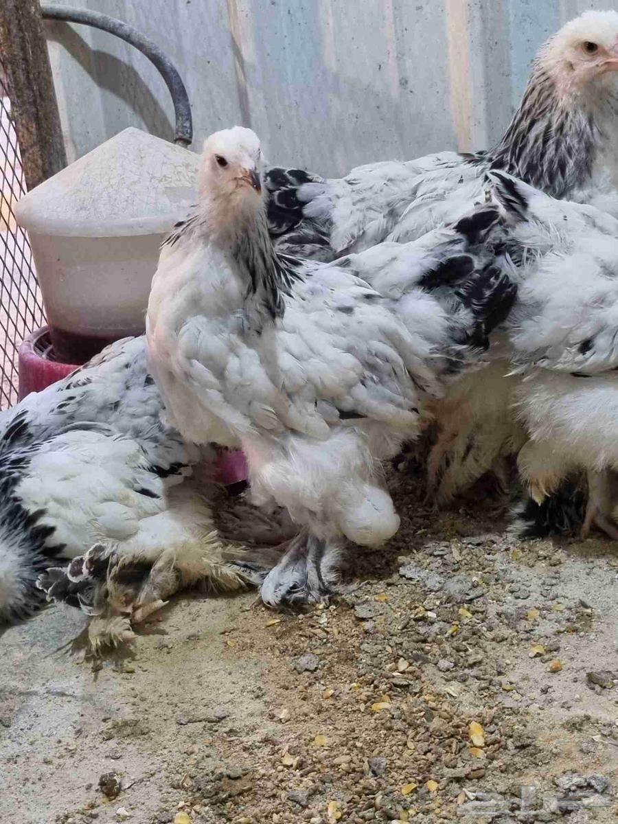 صوص براهما كلونبي64232195875457110