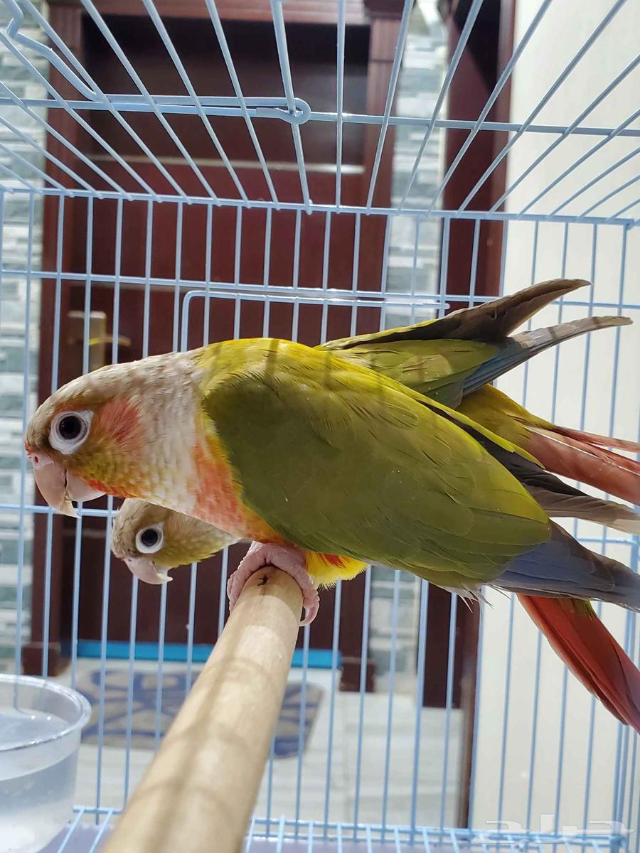 Kenyer Parrot Pair (900 SAR)64247161937155110