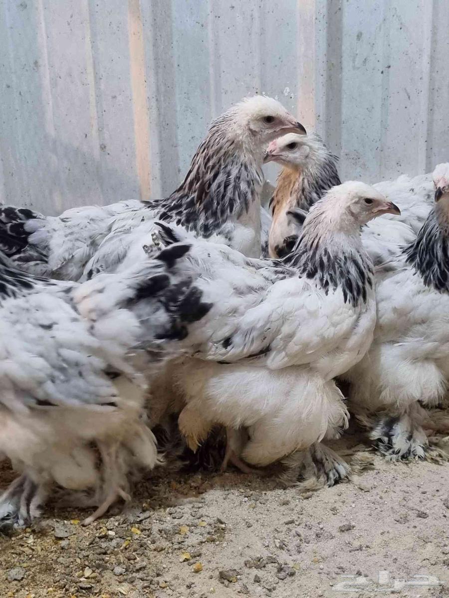 صوص براهما كلونبي64232195875457111