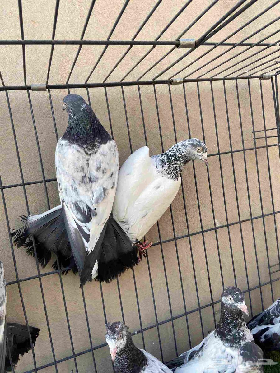 حمام بكستاني سهران بوري64247173855618111