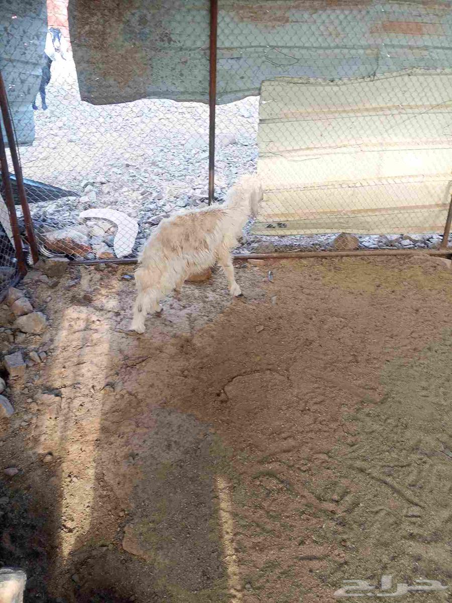 رخل عمرها حول 4شهور64237509449089113