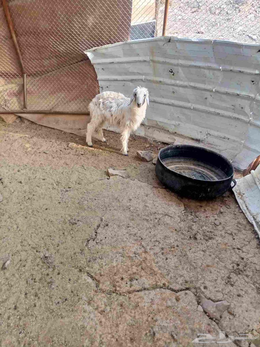 رخل عمرها حول 4شهور64237509449089112