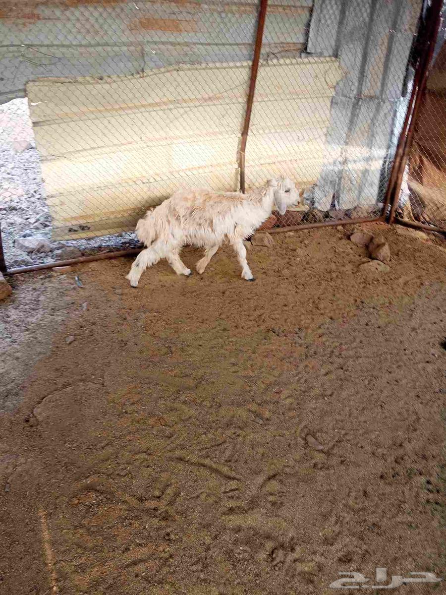 رخل عمرها حول 4شهور64237509449089111