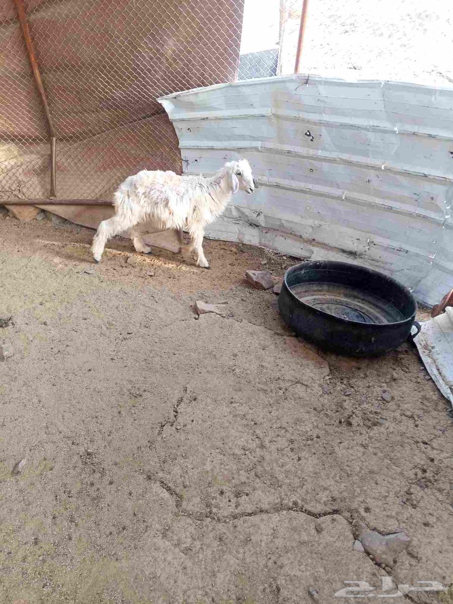 رخل عمرها حول 4شهور64237509449089110